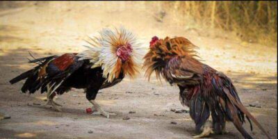 Trực Tiếp Đá Gà Luck8 – Sân Chơi Bùng Nổ Trong Năm 2026